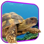 turtle 3d live wallpaper android application logo